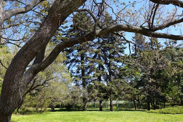 Grand arbre dans le jardin botanique