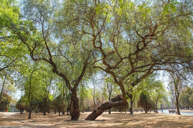 Grand arbre dans le parc de Mexico