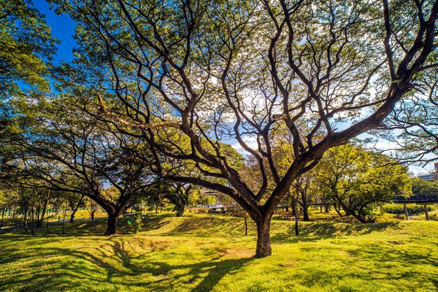 grand arbre dans le parc