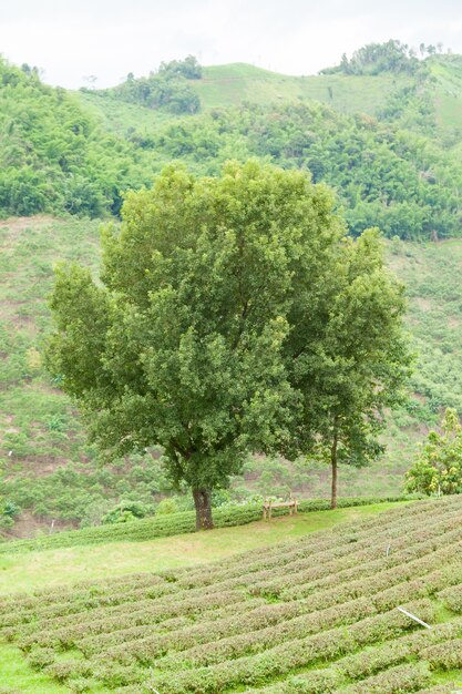 grand arbre dans la plantation de thé