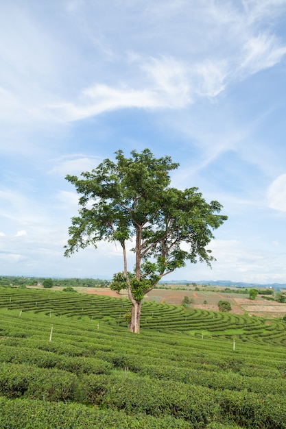 grand arbre dans la plantation de thé