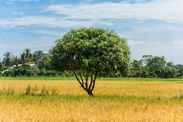 Grand arbre dans une rizière