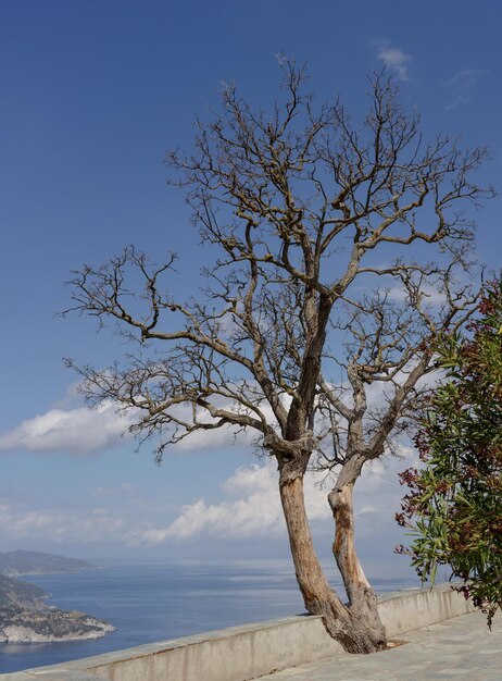 Un grand arbre desséché au-dessus du précipice sur fond de mer et de ciel bleu lors d'une journée ensoleilléexA