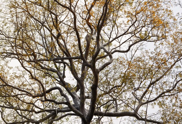 Grand arbre effrayant avec des veines de branche noire contre le ciel .Fond nature