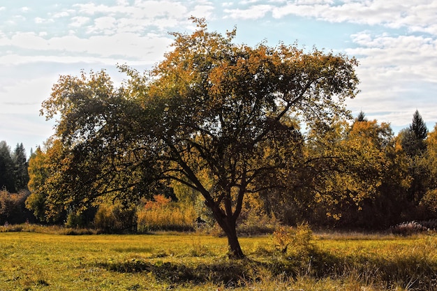 Un grand arbre avec des feuilles jaunes en gros plan sur un fond de forêt mixte Paysage d'automne