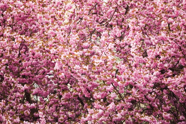 Grand arbre avec la fleur de sakura comme modèle pour le fond