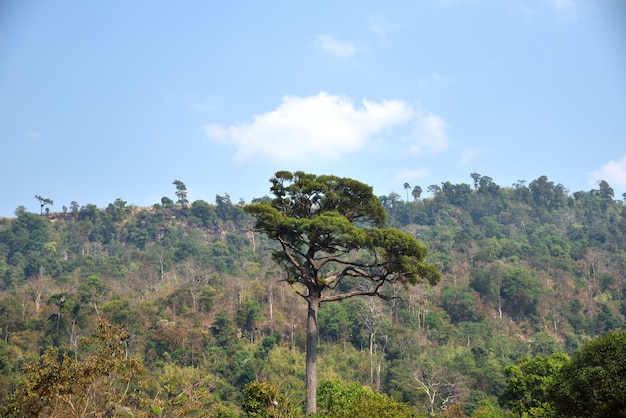 grand arbre sur fond de ciel et montagne