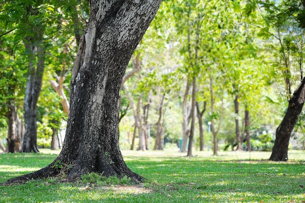 Grand arbre et fond naturel