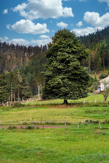 Grand arbre, forêt et ciel bleu avec des nuages dans un village