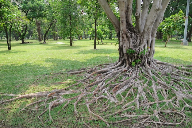 Grand arbre avec une grosse racine dans un parc public. Concept de la nature.