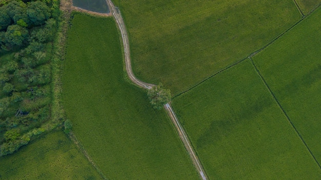 Grand arbre le long du sentier à côté de deux rizières