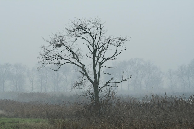 Grand arbre avec un nid dans les branches niché dans un paysage de campagne avec du brouillard et de la brume typique du nord de l'italie vallée du Pô saison d'hiver