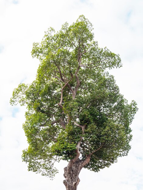 Photo le grand arbre et le nuage