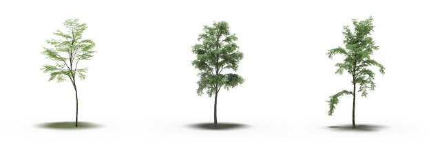 grand arbre avec une ombre en dessous, isolé sur fond blanc, illustration 3D, rendu cg