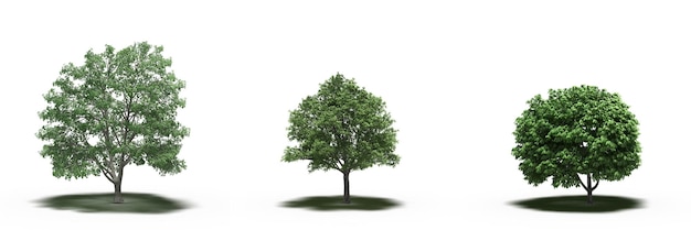 grand arbre avec une ombre en dessous, isolé sur fond blanc, illustration 3D, rendu cg