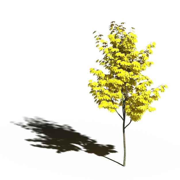 grand arbre avec une ombre en dessous, isolé sur fond blanc, illustration 3D, rendu cg