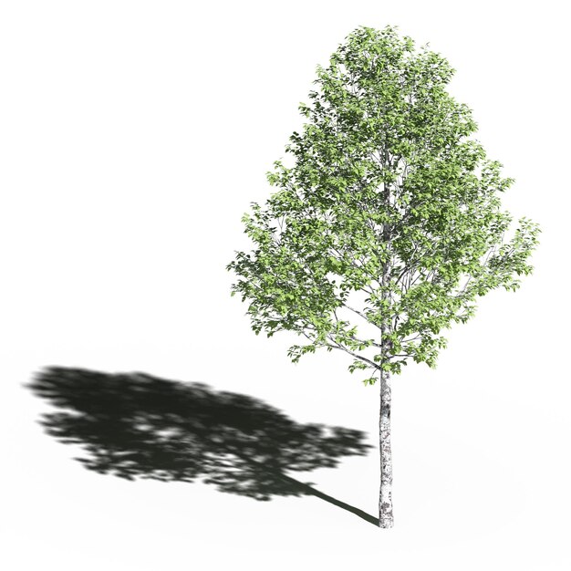 grand arbre avec une ombre en dessous, isolé sur fond blanc, illustration 3D, rendu cg