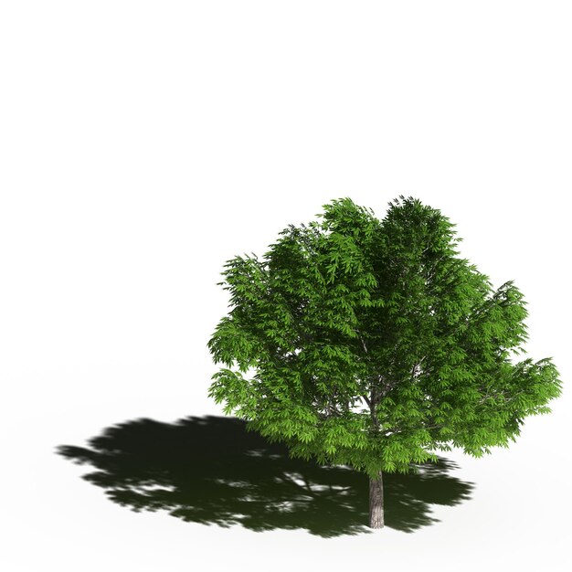 grand arbre avec une ombre en dessous, isolé sur fond blanc, illustration 3D, rendu cg