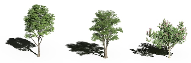 grand arbre avec une ombre en dessous, isolé sur fond blanc, illustration 3D, rendu cg