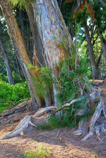 Grand arbre avec des pousses sauvages dans une forêt tropicale verte à Hawaï aux États-Unis par une journée ensoleillée Nature calme avec vue panoramique sur une paix apaisante de la jungle avec des buissons et une beauté cachée dans de vieux arbres feuillus indigènes