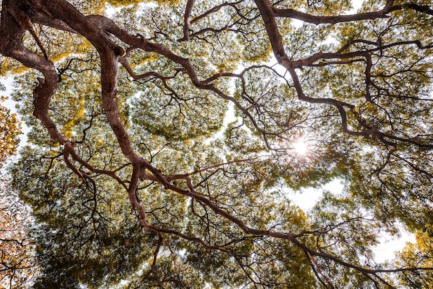 Grand arbre Samanea saman avec branche