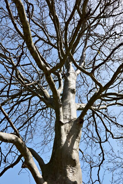 Grand arbre sans feuilles