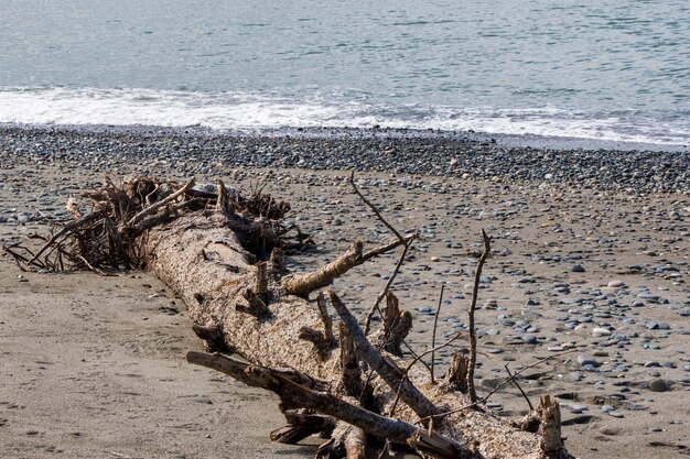 Grand arbre sec sur la plage et la mer