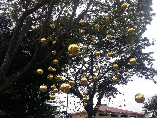 Un grand arbre sur Seminario Park Iguanas Park et Metropolitan Cathedral Guayaquil