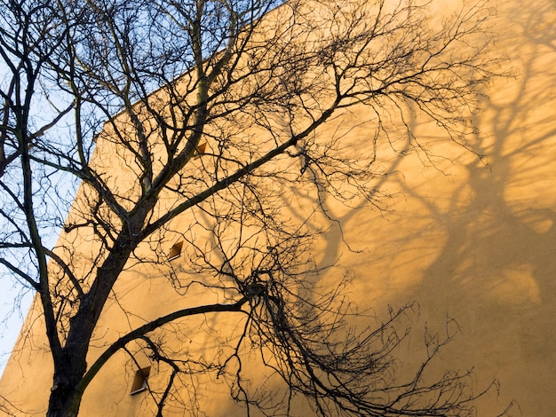 Grand arbre et son ombre sur le mur du bâtiment jaune à Berlin