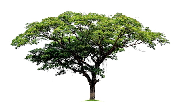 Grand arbre tropical isolé sur fond blanc. Le fichier contient avec un chemin de détourage si facile à travailler.