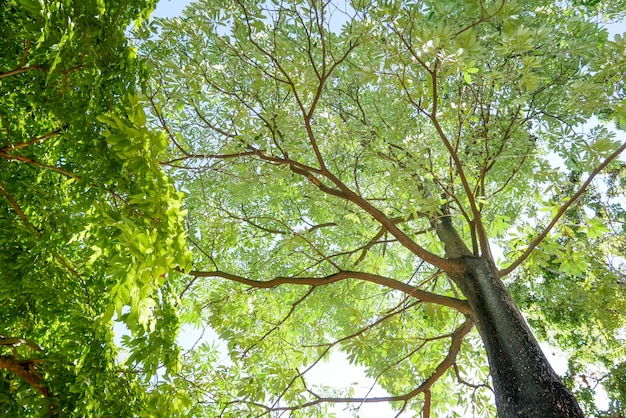 Un grand arbre vert sur le ciel bleu comme fond, se détendre.