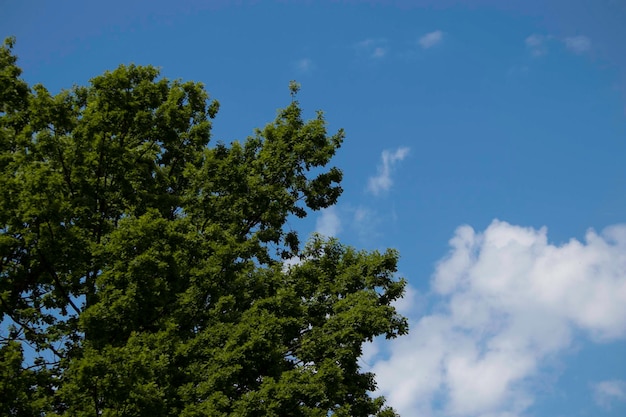 grand arbre vert contre le ciel bleu et les nuages blancs