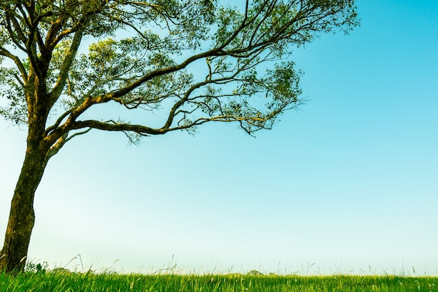 Grand arbre vert avec motif de belles branches et champ d&#39;herbe verte