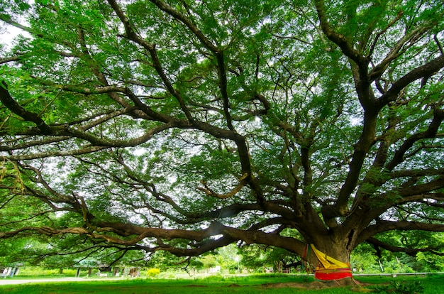 Le grand arbre vert