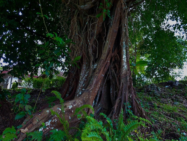 grand arbre vieux et enraciné