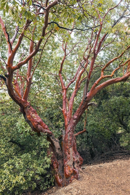 Grand Arbutus andrachne en acajou