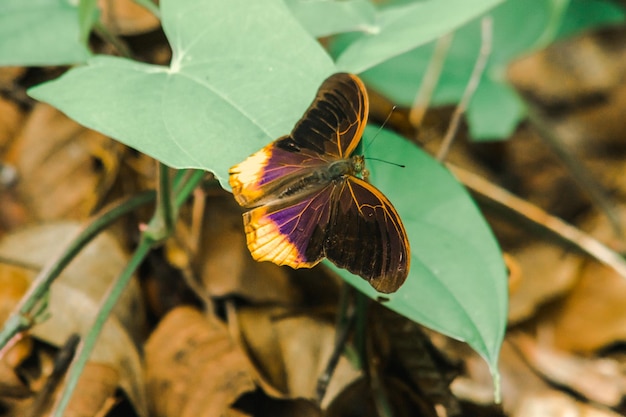 Grand Assyrien sur feuilles