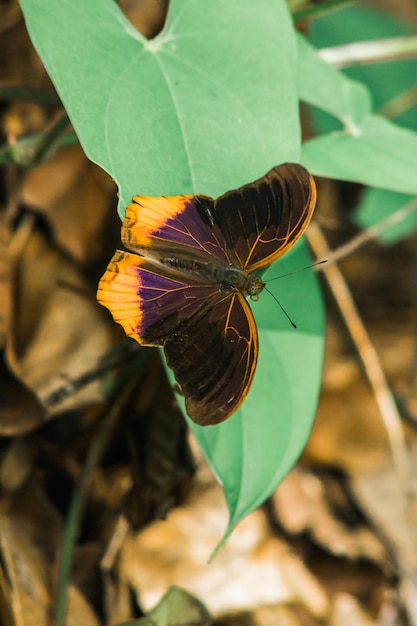 Photo grand assyrien sur feuilles