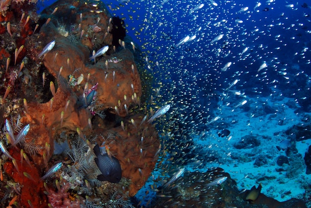 Un grand banc de glassfish vit à côté d'un récif corallien. Vie marine du parc national de Komodo, Indonésie.