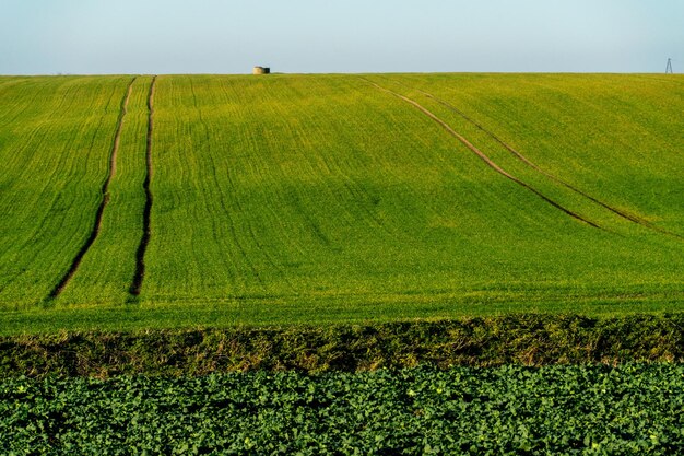 Un grand beau champ pour cultiver du blé à l'échelle industrielle Le concept d'une récolte riche et d'une agro-industrie réussie Fond de champ de blé