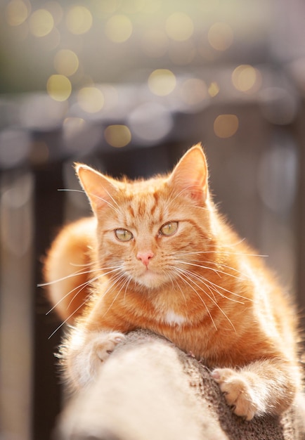 Le grand beau chat rouge se trouve sur la barrière dehors