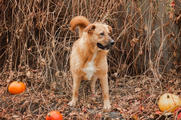 Grand beau chien aux cheveux roux sur un fond d'automne avec des citrouilles