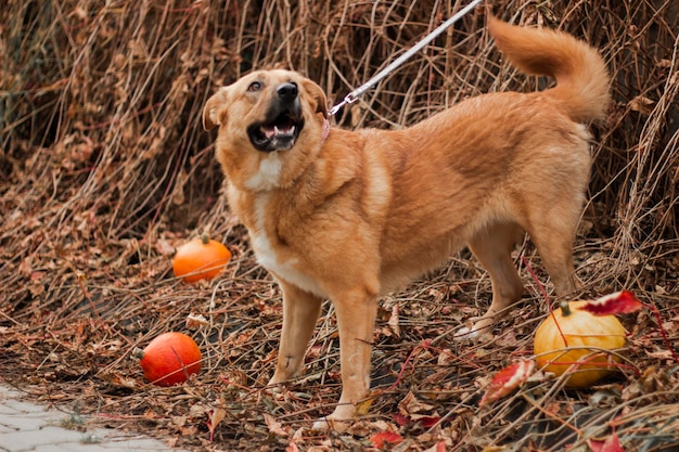 Grand beau chien aux cheveux roux sur un fond d'automne avec des citrouilles
