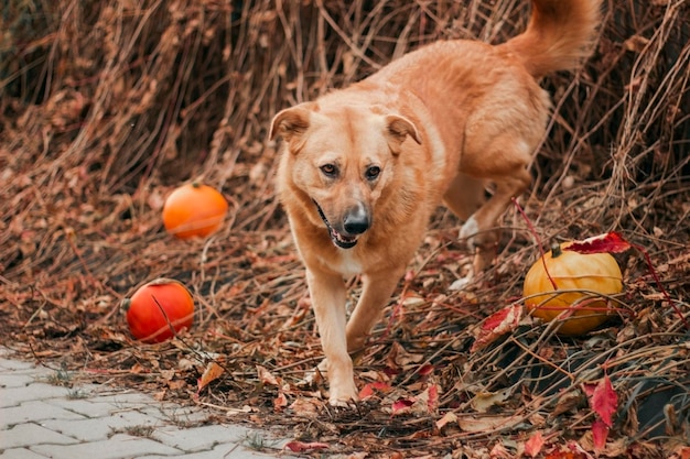 Grand beau chien aux cheveux roux sur un fond d'automne avec des citrouilles