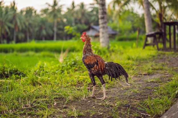 Grand beau coq marchant dans l'herbe verte