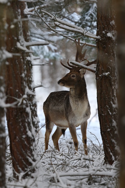 Grand et beau daim dans l'habitat naturel en République tchèque