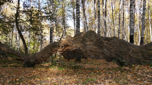 Un grand beau journal se trouve dans la forêt d'automne