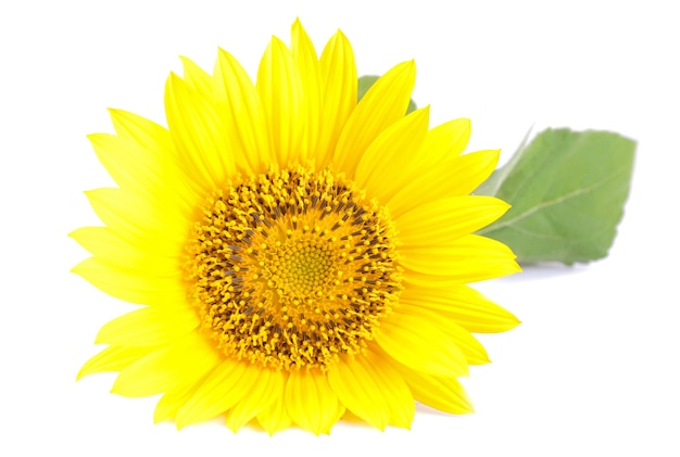 Grand beau tournesol jaune avec une feuille sur un fond d'isolement blanc