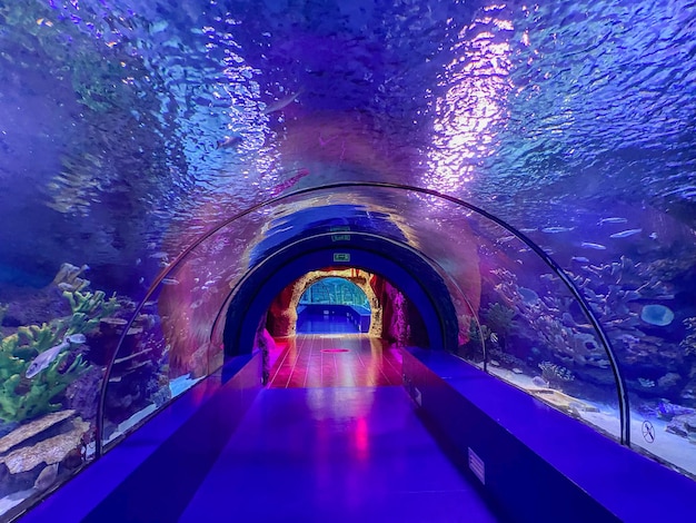 Grand beau tunnel de verre rond sous l'eau dans l'aquarium avec différents poissons Concept tourisme plongée sous-marine