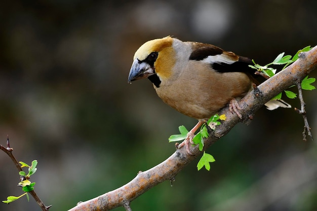 Le grand bec est une espèce de passereau de la famille des fringillidae